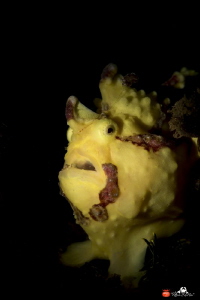 Painted frogfish with snoot strobe by Raffaele Livornese 